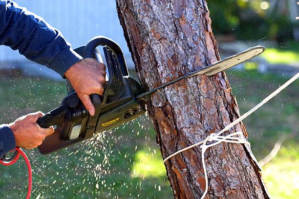 Best Palm Tree Trimming  in Gray, GA